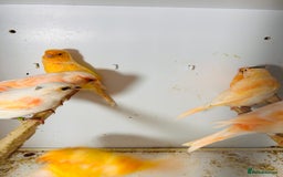 Canaries birds for sale: Young Red factor canaries for sale  - Image 8