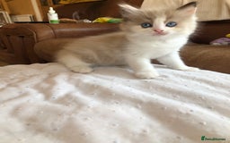 Ragdoll cats for sale: Tica Mink & Sepia Cherubim Ragdoll kittens. 2girls - Image 2