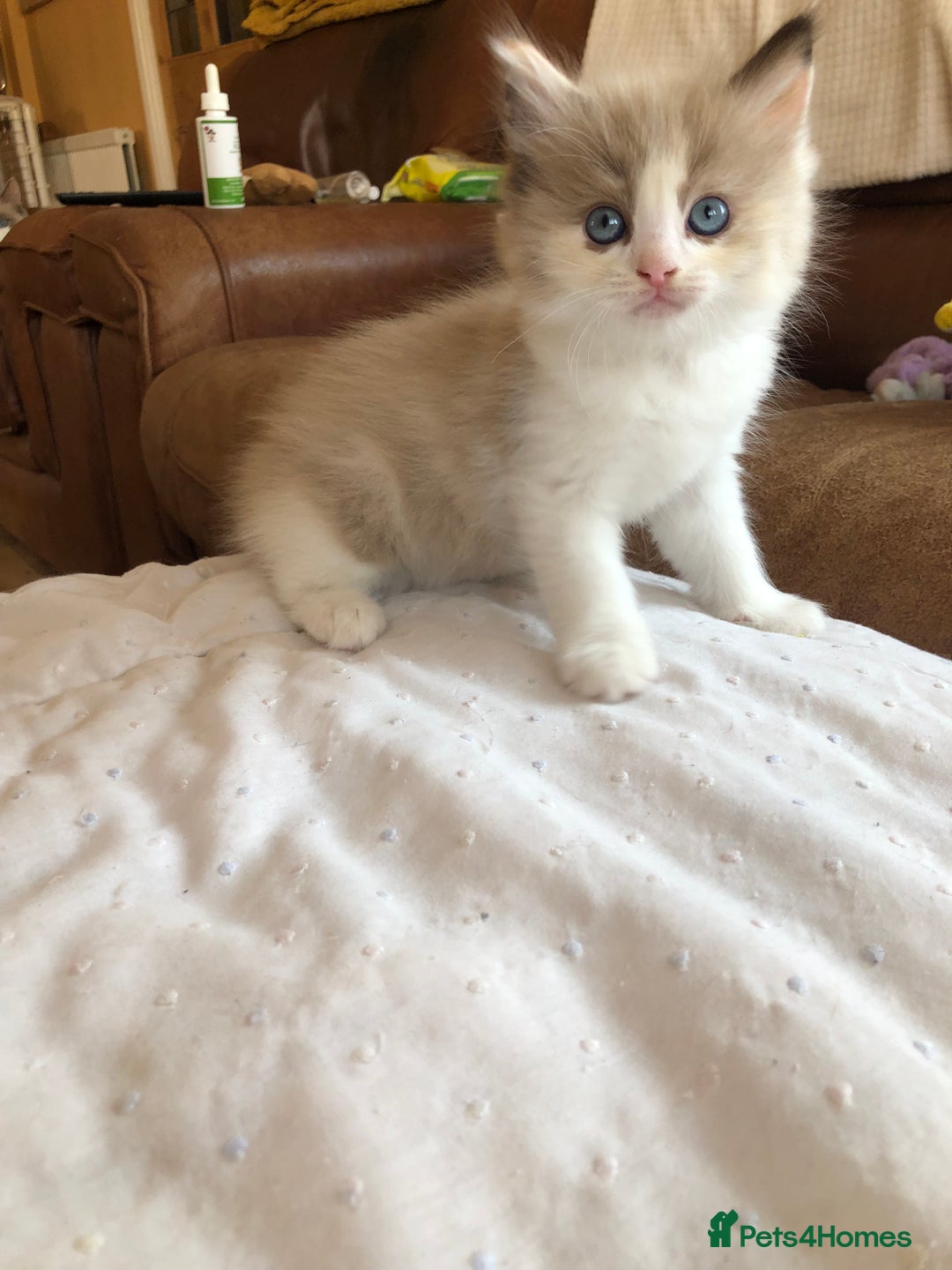 Ragdoll cats for sale: Tica Mink & Sepia Cherubim Ragdoll kittens. 2girls - Image 2