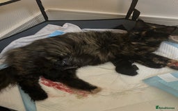 Maine Coon cats for sale: 2 xl tica active mainecoon kittens  - Image 27