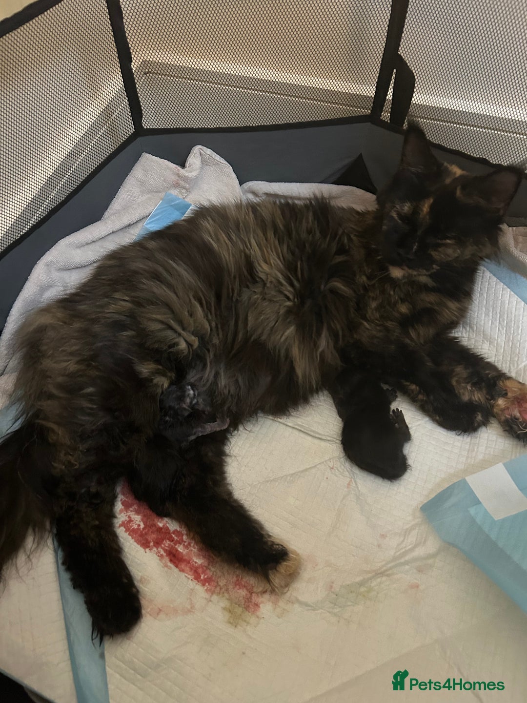 Maine Coon cats for sale: 2 xl tica active mainecoon kittens  - Image 27