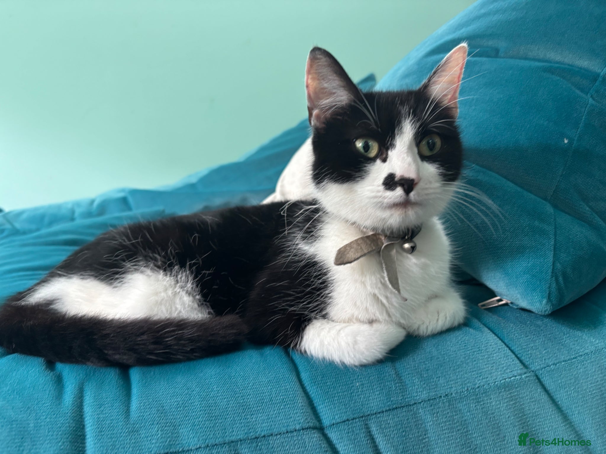 Mixed Breed cats Kittens for sale - Advert 1