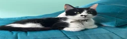 Mixed Breed cats for sale: Kittens for sale - Advert 1