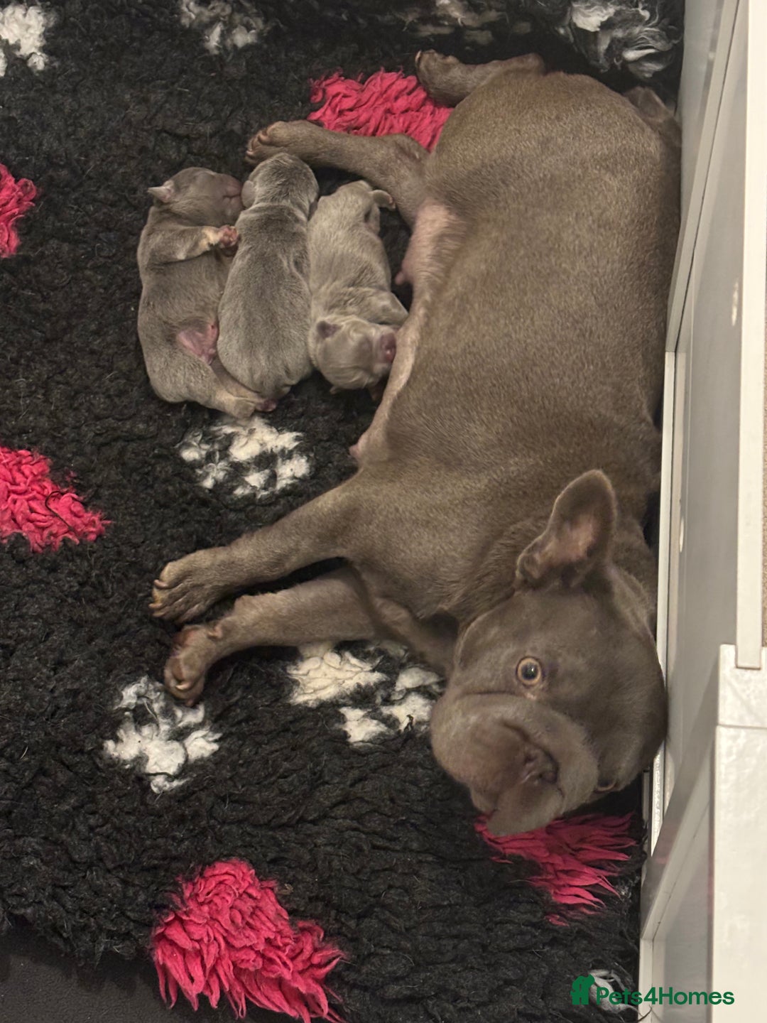 French Bulldog dogs for sale: Little girl frenchie pup  - Advert 4