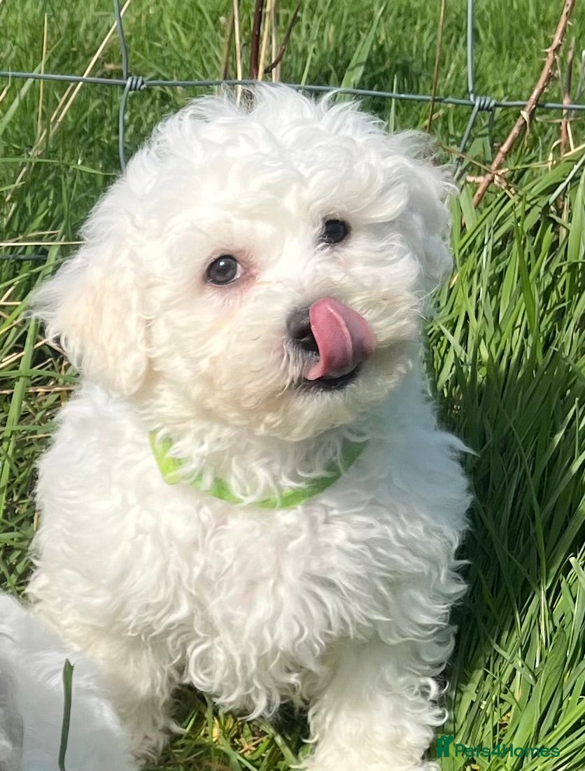 Bichon Frise dogs bichon Frise puppies  - Advert 6