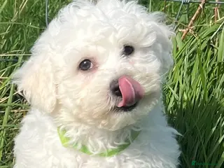 Bichon Frise dogs bichon Frise puppies - Advert 6