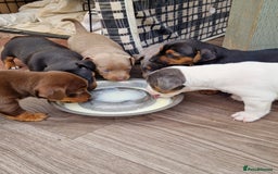 Jack Russell dogs for sale: Pure Jack Russells Rare colored  - Image 1