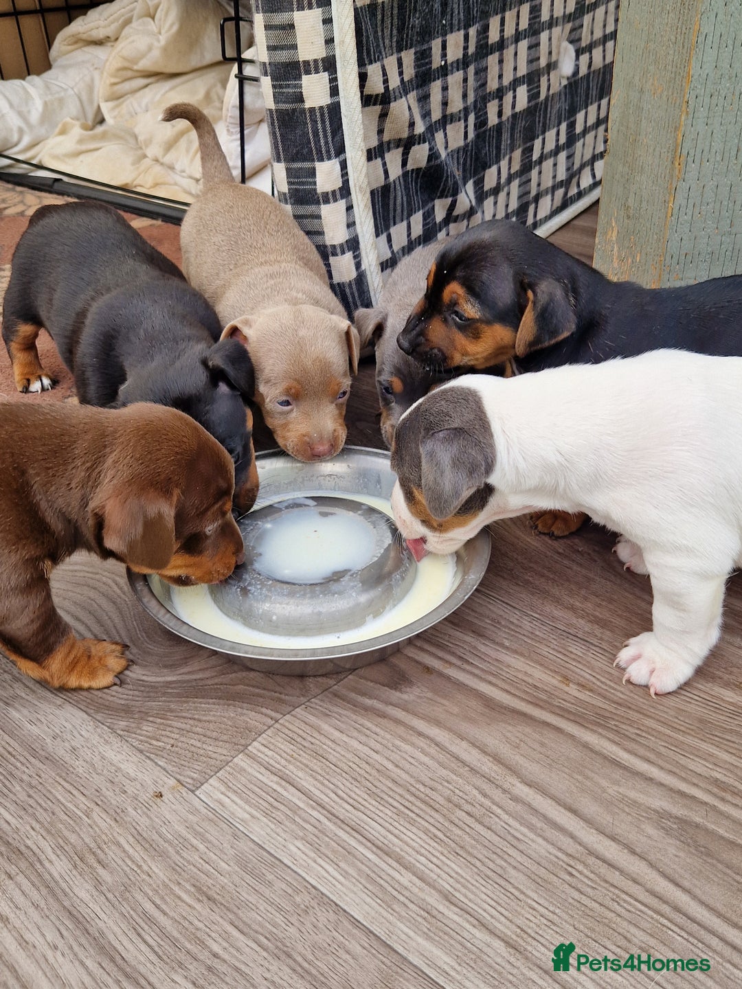 Jack Russell dogs for sale: Pure Jack Russells Rare colored  - Image 1