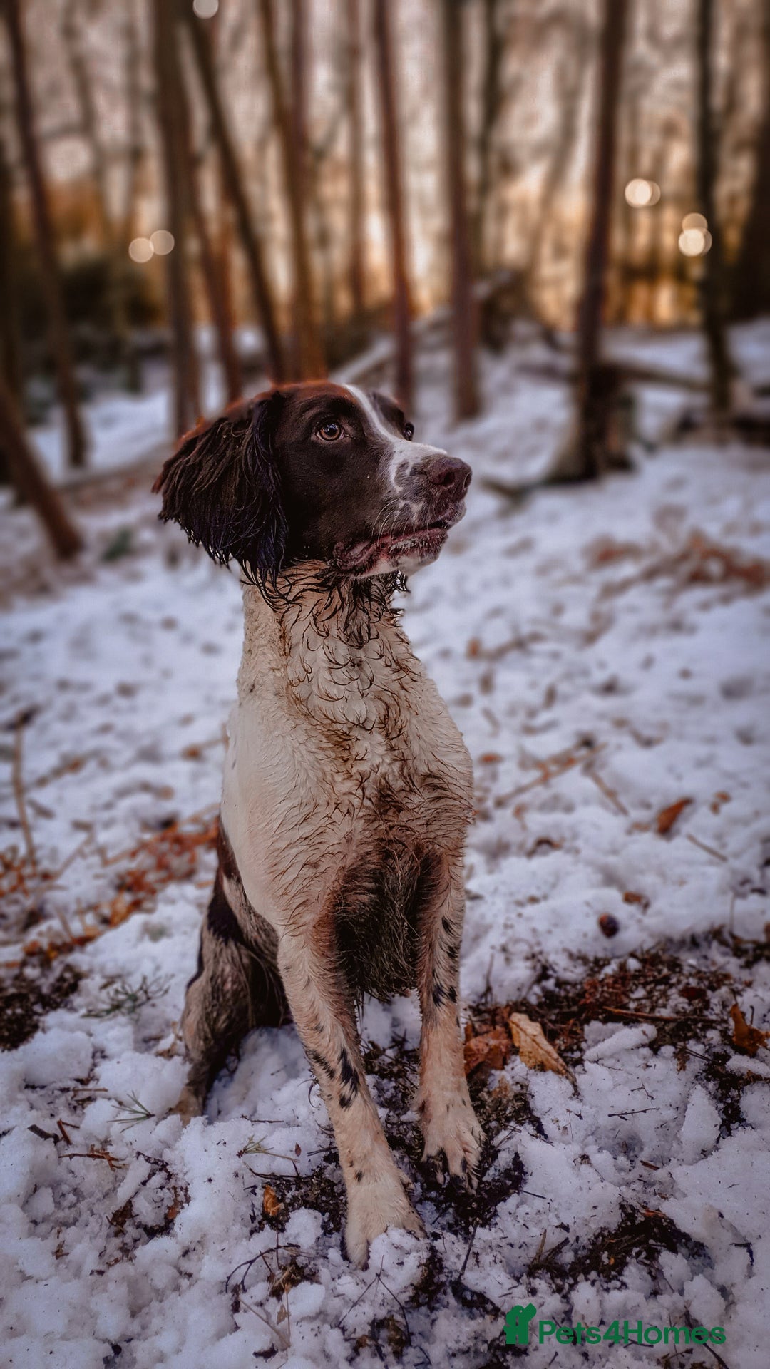 English Springer Spaniel dogs for stud: English Springer Spaniel Stud in Derby - Advert 11