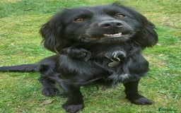 Cocker Spaniel dogs for adoption: Child friendly Milo wants a new forever home - Image 2