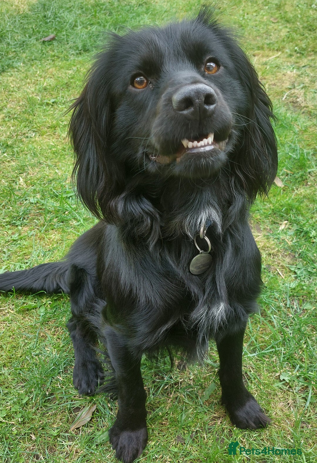 Cocker Spaniel dogs for adoption: Child friendly Milo wants a new forever home - Image 2