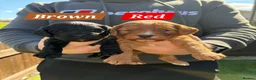 Cockapoo dogs for sale: Last girl 🍊  collar 😊💖 F1 cockapoos - Advert 8