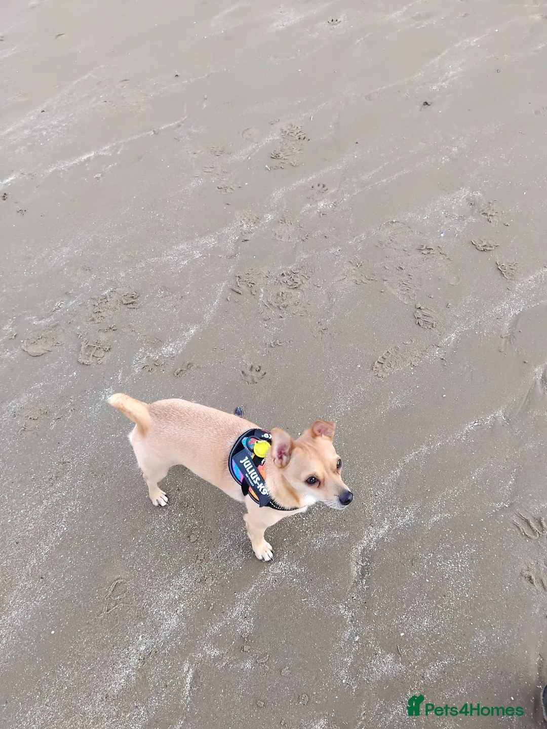 Pomchi dogs for sale: Sandy - Advert 2
