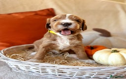 Australian Labradoodle dogs for sale: Pure Multigen Australian Labradoodle Puppies - Image 1