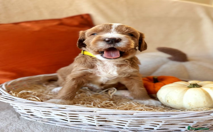 Australian Labradoodle dogs - Advert 1