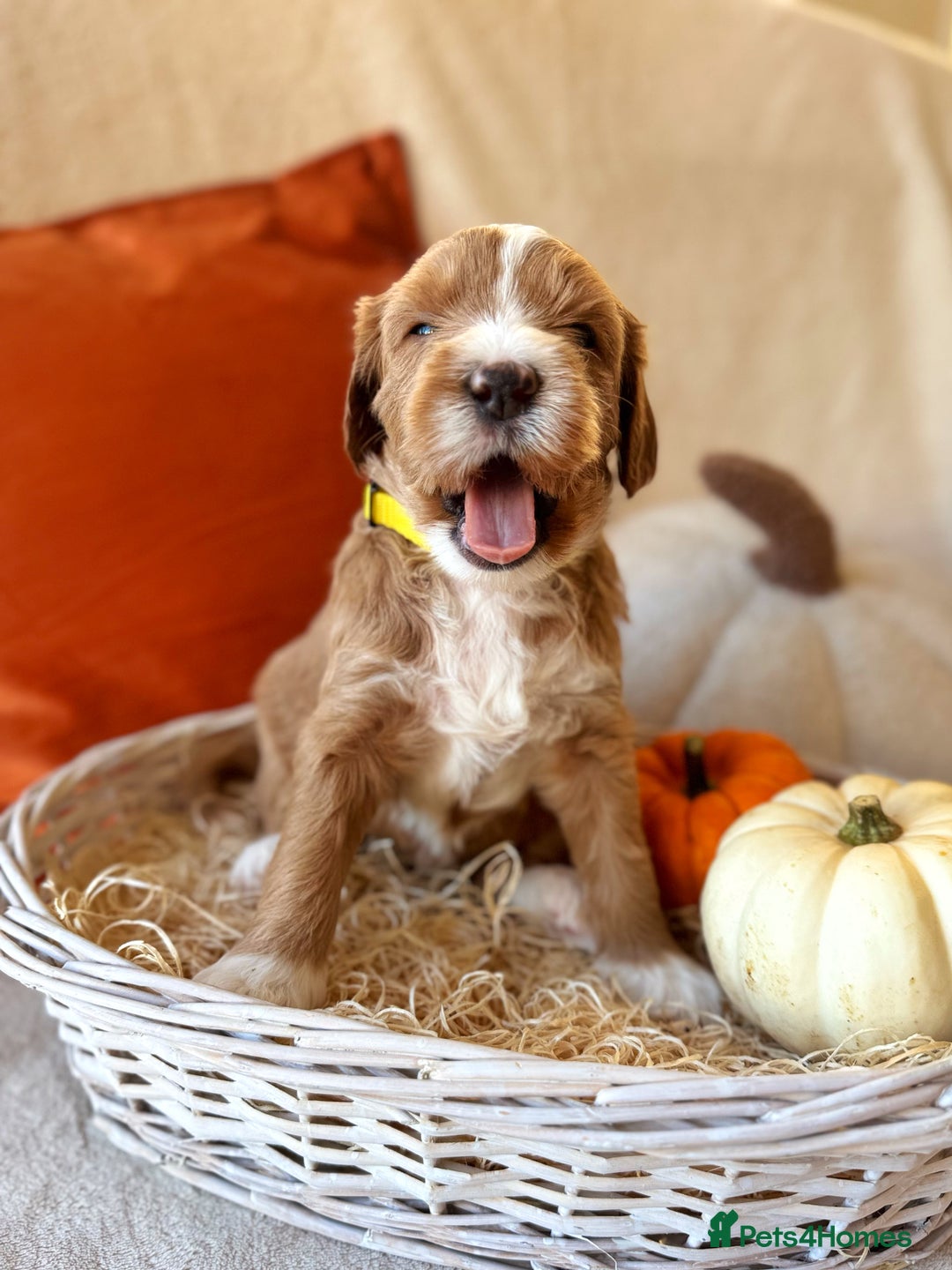 Australian Labradoodle dogs for sale: Pure Multigen Australian Labradoodle Puppies - Image 1