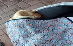 Labrador Retriever dogs for adoption: 💙🐶 SIMBA 🐶💙 - Image 3