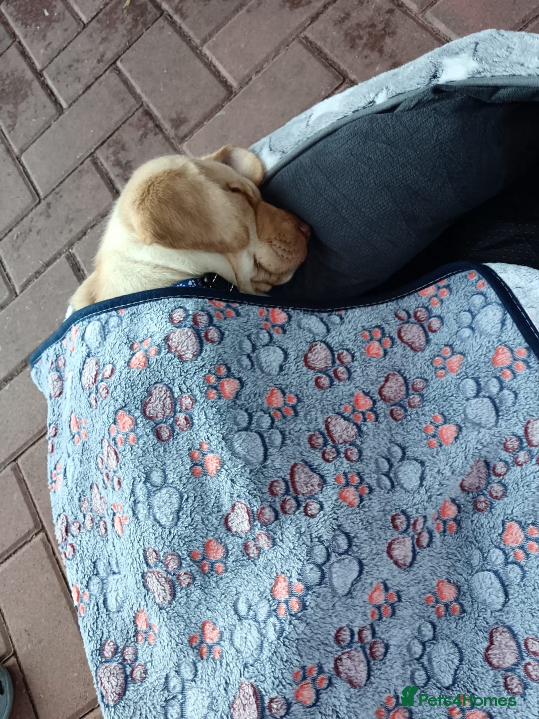Labrador Retriever dogs for adoption: 💙🐶 SIMBA 🐶💙 - Image 3