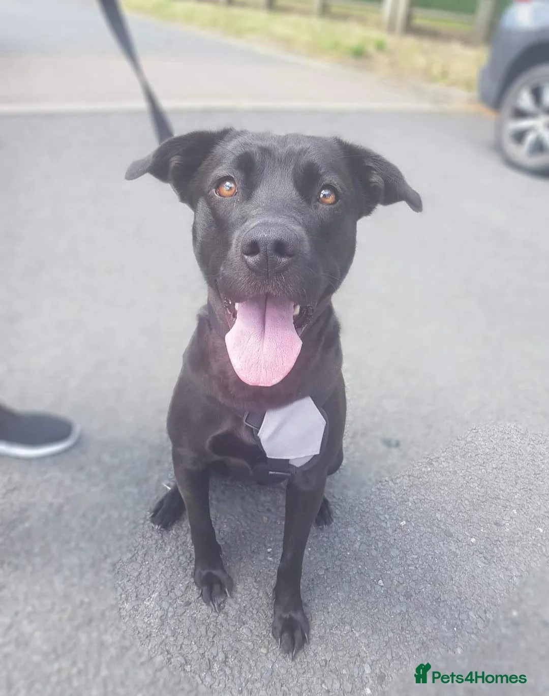 Mixed Breed dogs for sale: Male & Female Labrador x Staff - Advert 4