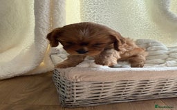 Cavalier King Charles Spaniel dogs for sale: TWO CAVALIER KING CHARLES BOYS AVAILABLE NOW - Image 16