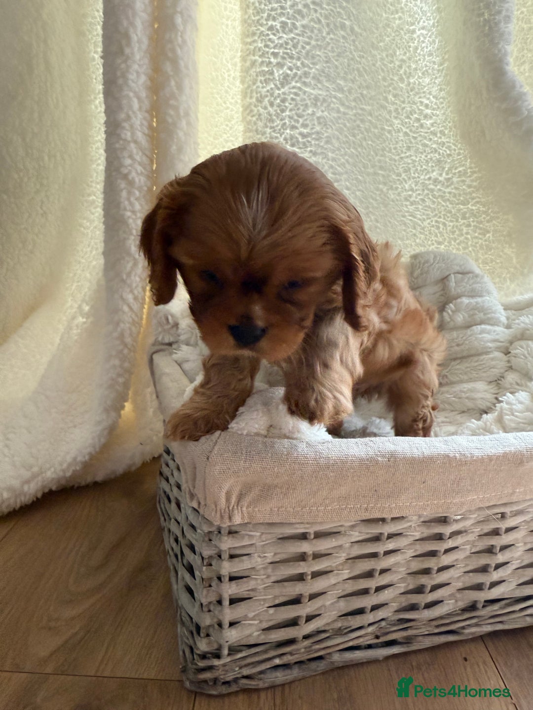 Cavalier King Charles Spaniel dogs for sale: TWO CAVALIER KING CHARLES BOYS AVAILABLE NOW - Image 16