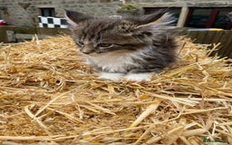 Maine Coon cats for sale: Maine coon kittens - Image 10