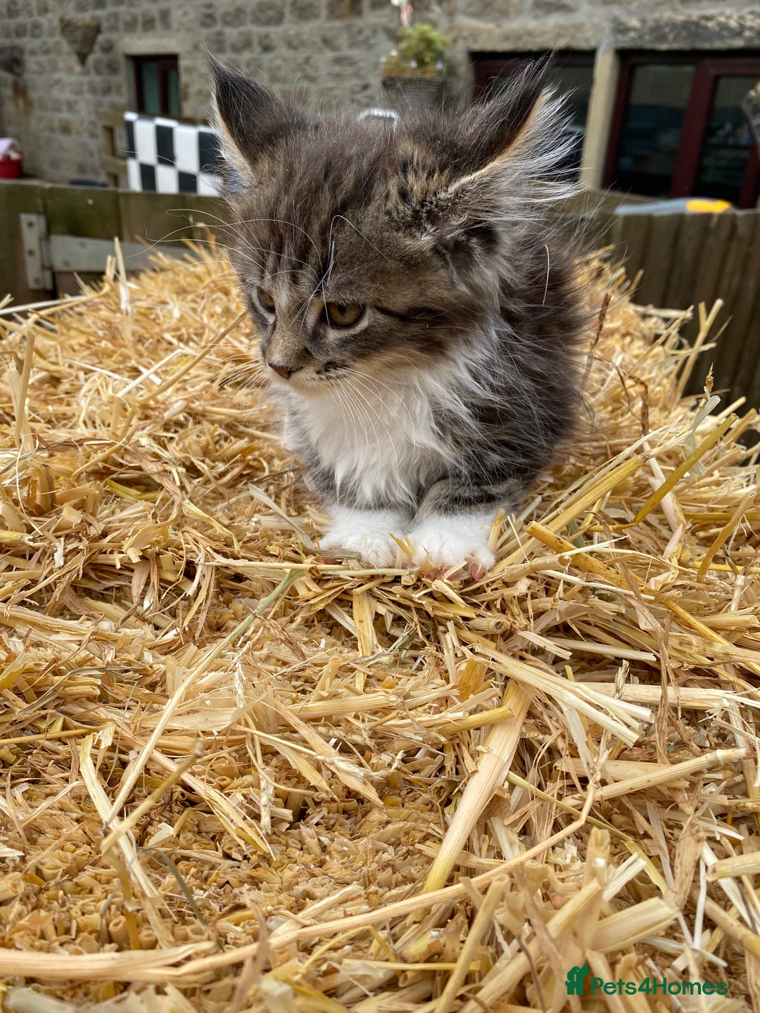 Maine Coon cats for sale: Maine coon kittens - Image 10
