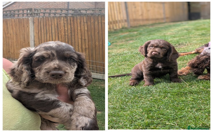 Cocker Spaniel dogs in Wadhurst - Advert 3