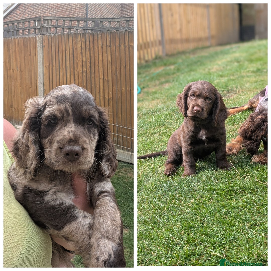 Cocker Spaniel dogs for sale: 6 beautiful cocker spaniel puppies in Wadhurst - Image 1