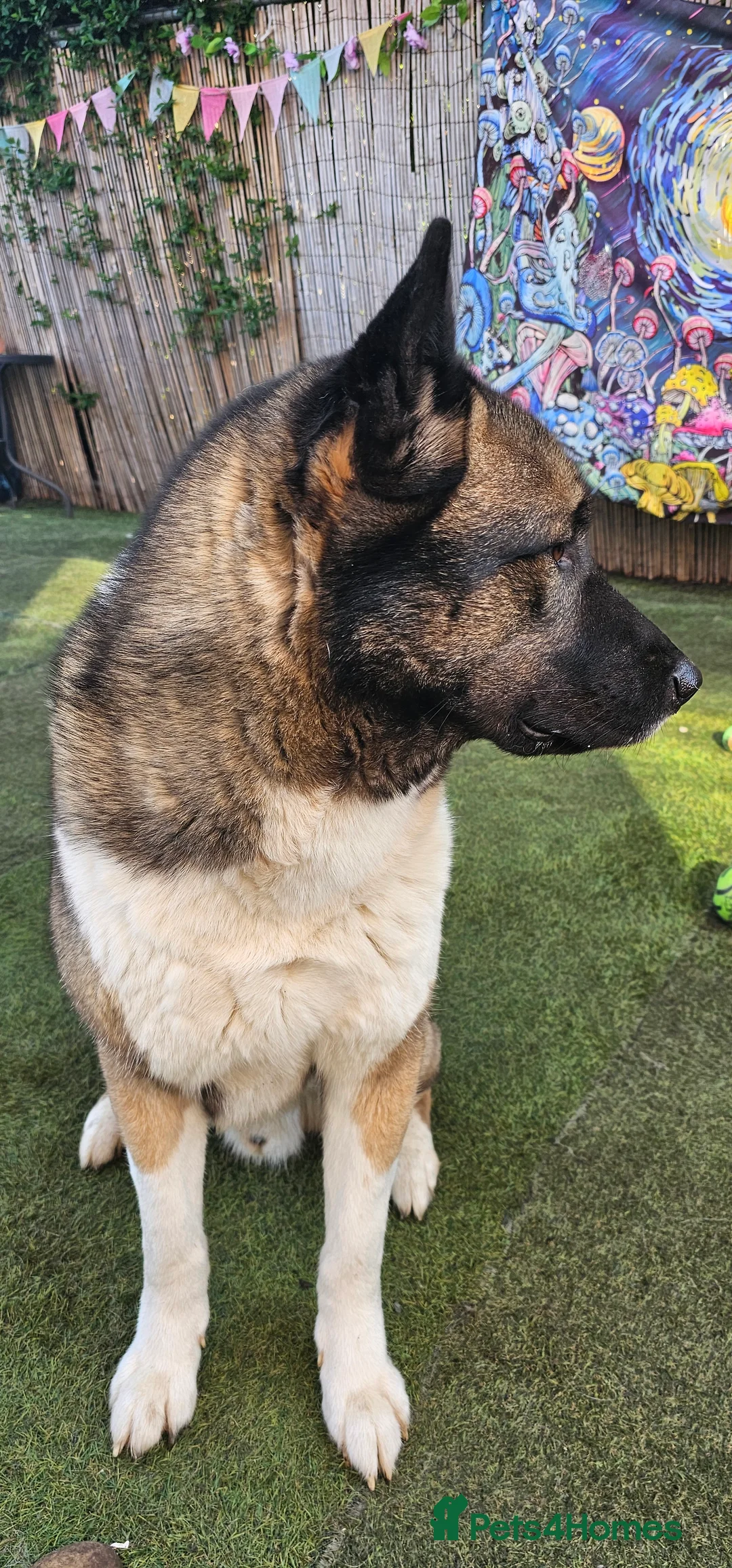 Huskita dogs for sale: Evan Almighty! Handsome Huskita. - Advert 2