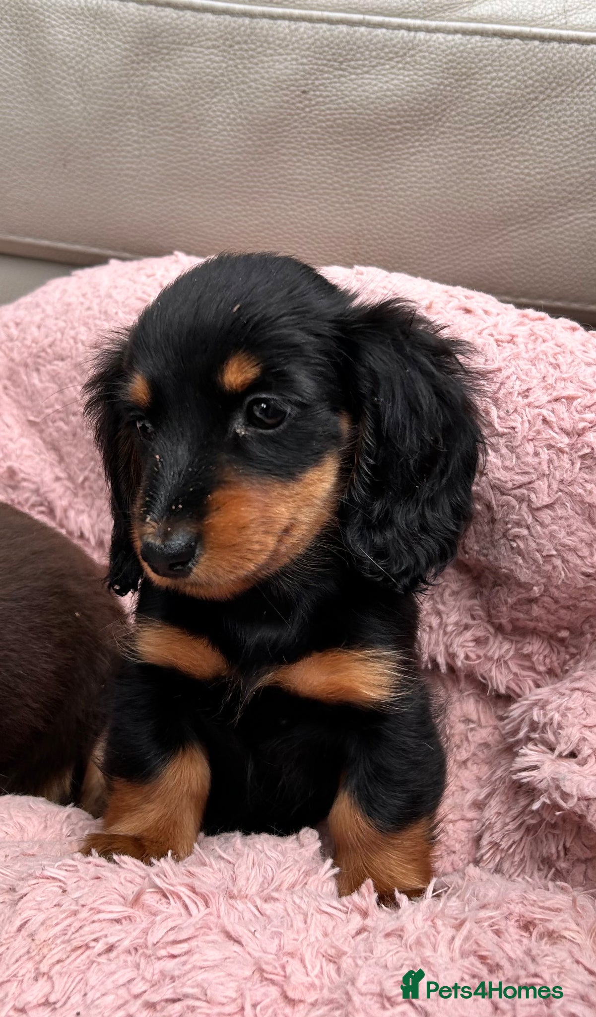 Dachshund dogs Miniature Long-haired Dachshund Girls  - Advert 2