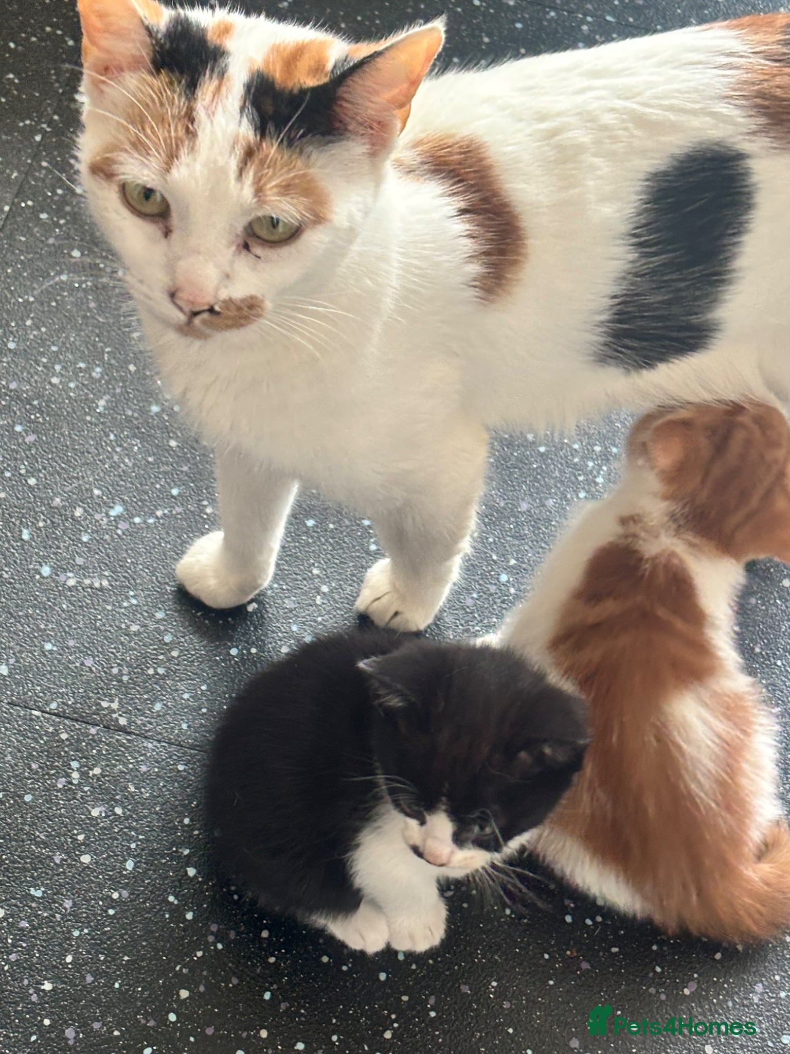Mixed Breed cats Ginger and white male  - Advert 10