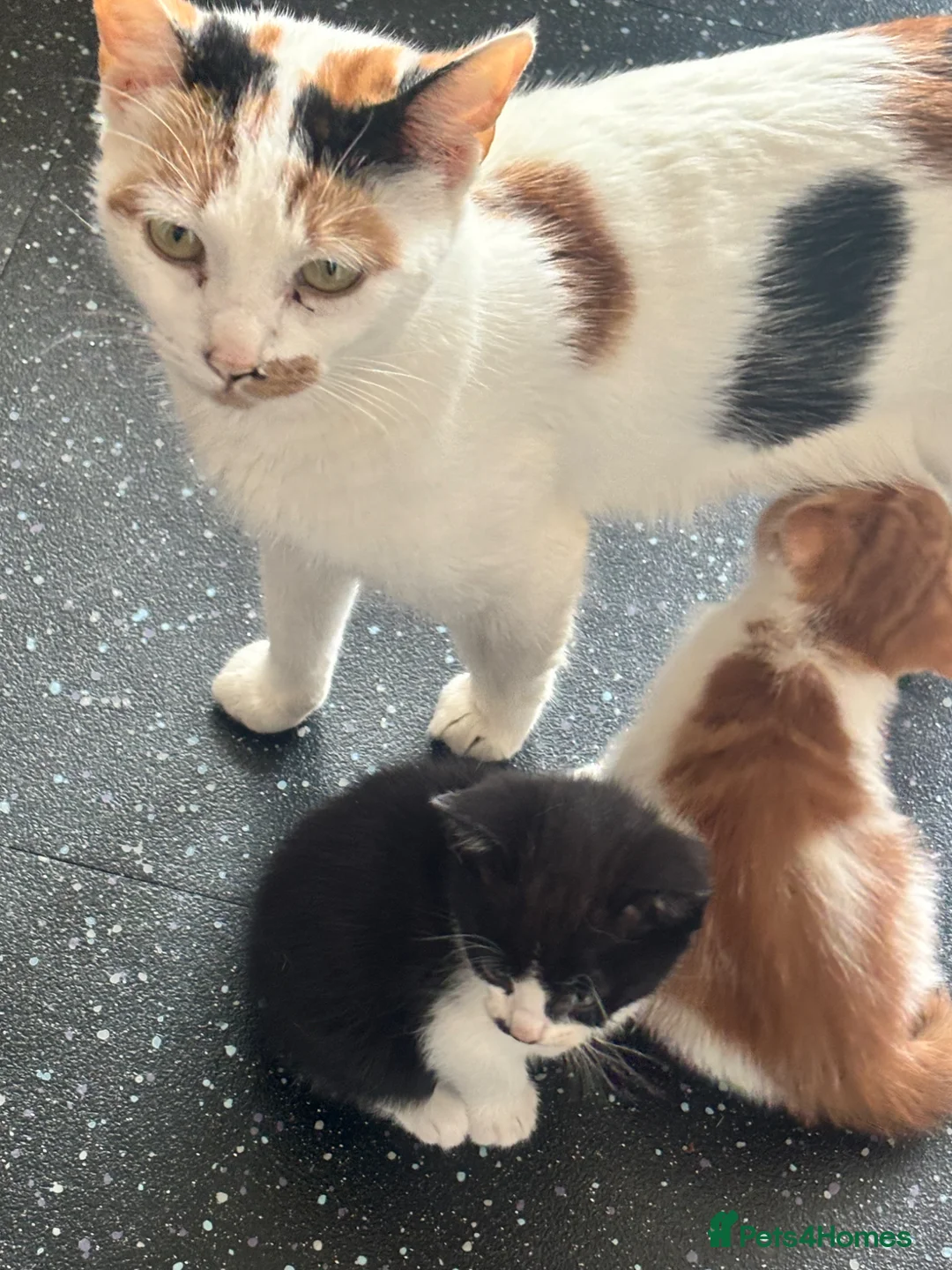 Mixed Breed cats for sale: Ginger and white male  - Advert 1