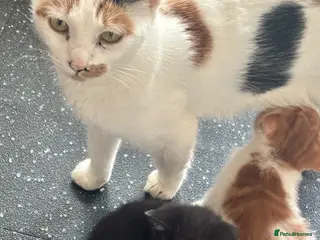 Mixed Breed cats Ginger and white male - Advert 12