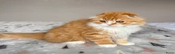 Scottish Fold cats for sale: Scottish Fold TICA Pedigree  - Advert 26