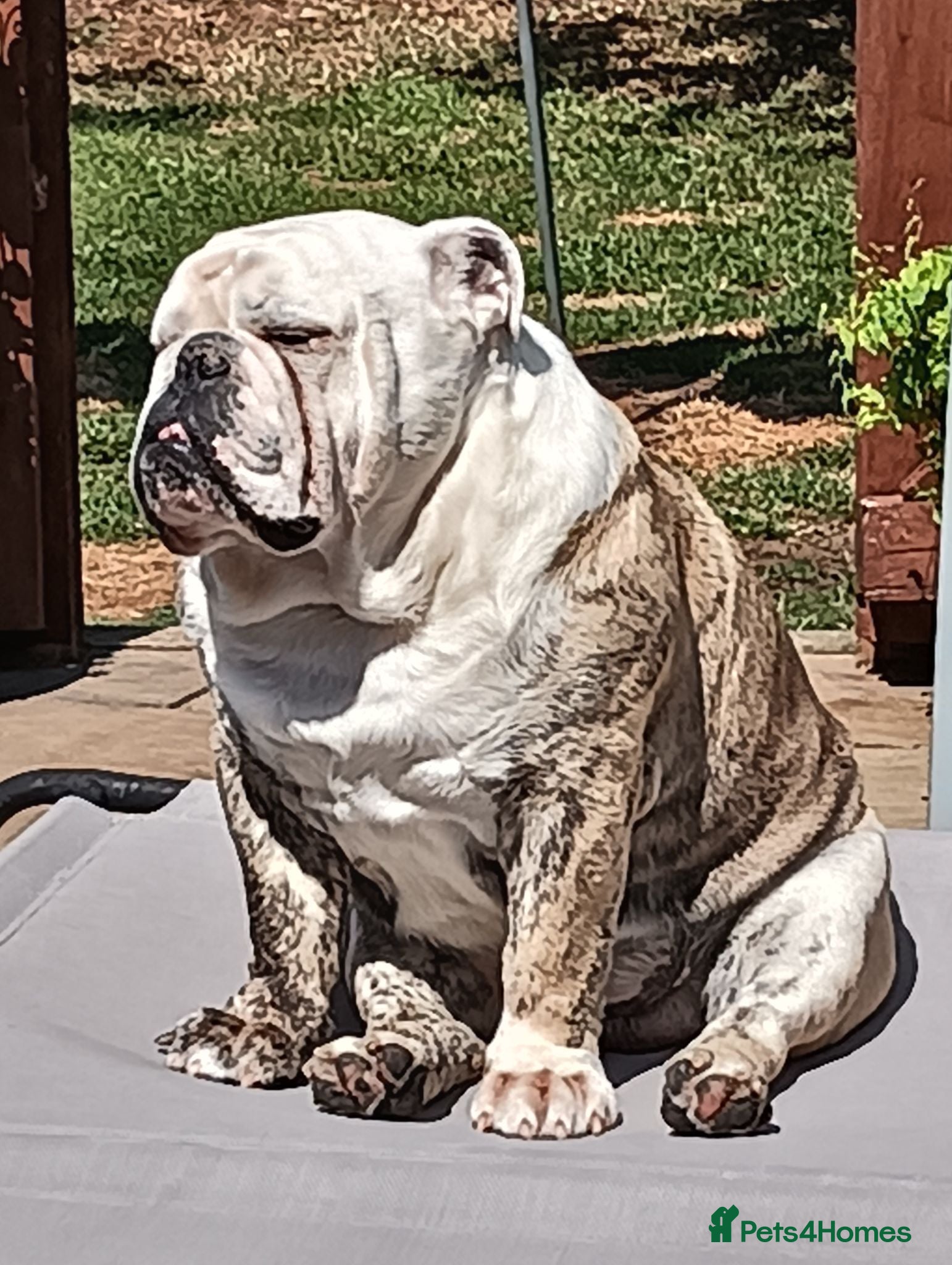 English Bulldog dogs For Stud: Alfie (standard) PROVEN - NOT MERLE  - Advert 20
