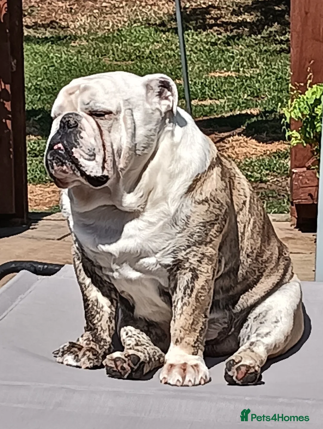 English Bulldog dogs for stud: For Stud: Alfie (standard) PROVEN - NOT MERLE  - Advert 1