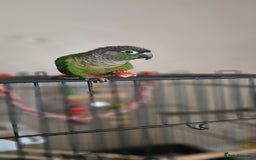 Conures birds for sale: CONURE For sale Around 6month old tamed and reared - Advert 2