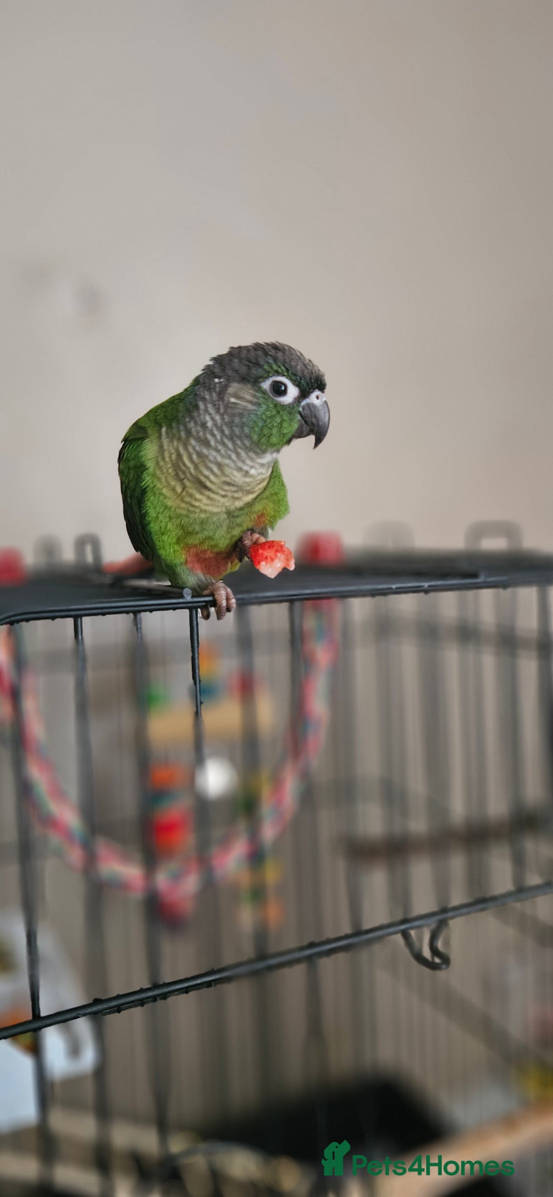 Conures birds for sale: CONURE For sale Around 6month old tamed and reared - Advert 2