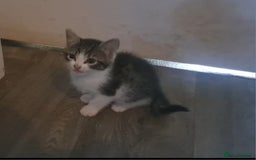 Mixed Breed cats for sale: 7 gorgeous kittens READY NOW - Image 19