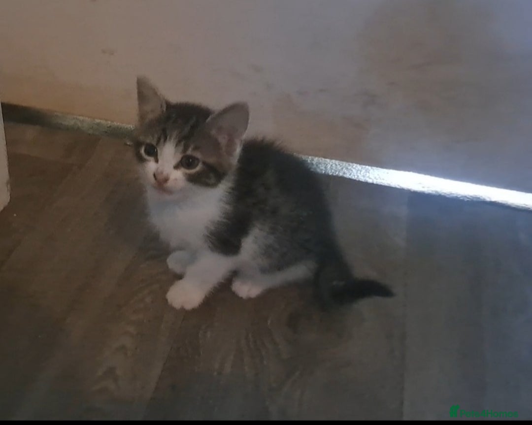 Mixed Breed cats for sale: 7 gorgeous kittens READY NOW - Image 19
