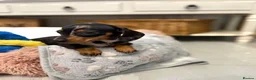 Miniature Dachshund dogs for sale: An Exclusive Litter of Miniature Dachshunds! in Bromley - Advert 3