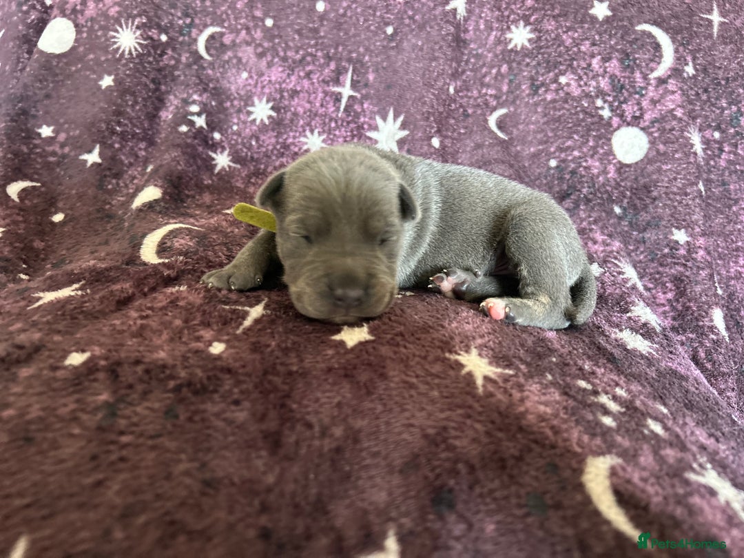 Mixed Breed dogs for sale: Cane Corso x Pocket Bully - Image 5
