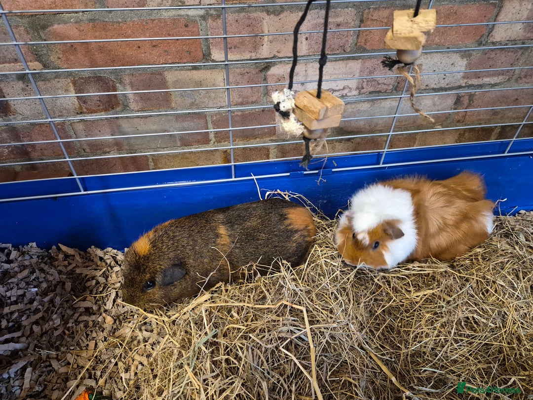 Guinea Pig rodents for sale: Two female Guinea Pigs plus cage/food - Advert 1