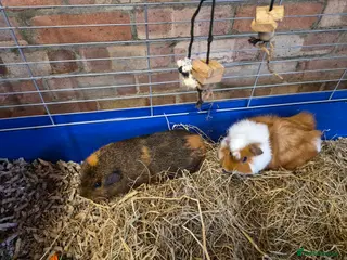 Guinea Pig rodents Two female Guinea Pigs plus cage/food - Advert 6