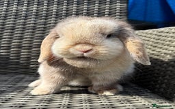 Mini Lop rabbits for sale: Female Adult (Young) Mini Lop - Advert 1