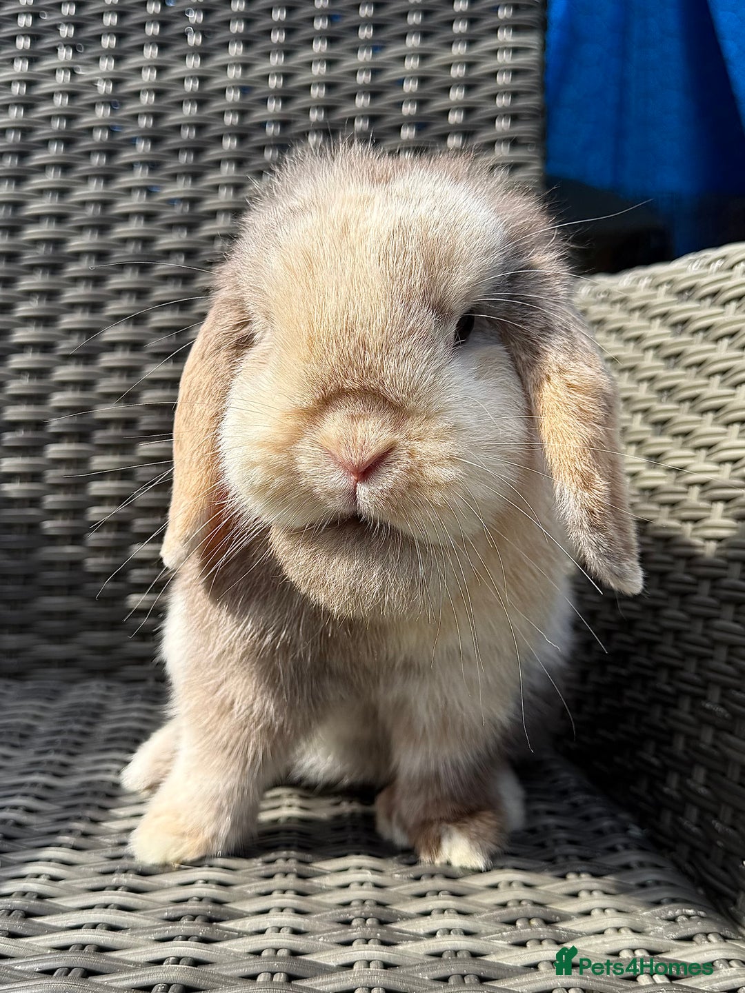 Mini Lop rabbits for sale: Female Adult (Young) Mini Lop - Advert 1