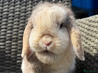 Mini Lop rabbits Female Adult (Young) Mini Lop - Advert 1