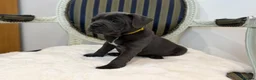 Staffordshire Bull Terrier dogs for sale: Premium RKC Staffordshire Bull Terrier Puppies 3 in Peterborough - Advert 12