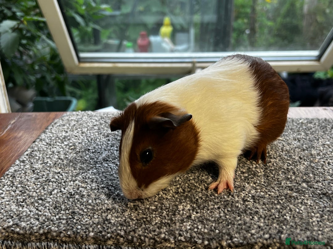 Guinea Pig rodents for sale: Bonded group of young boars - Image 15